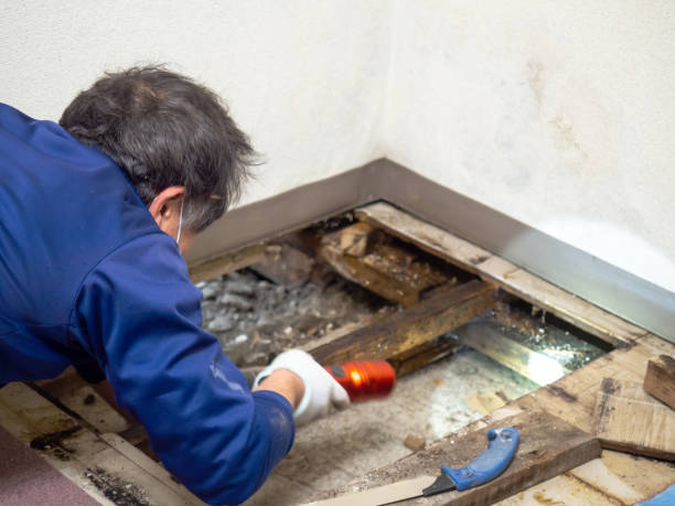 Best Mold Removal Process  in Menahga, MN