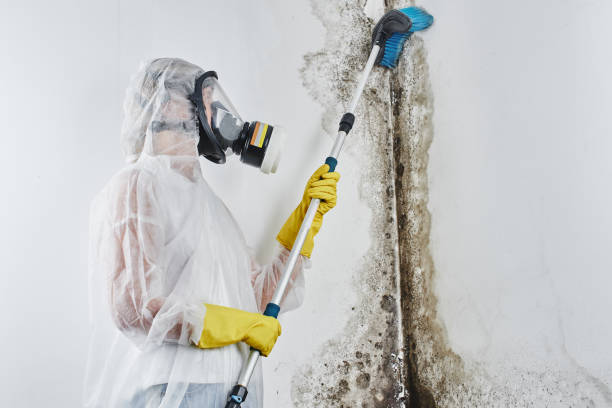 Best Crawl Space Mold Removal  in Menahga, MN