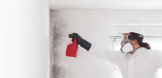 Mold Removal Process in Menahga, MN