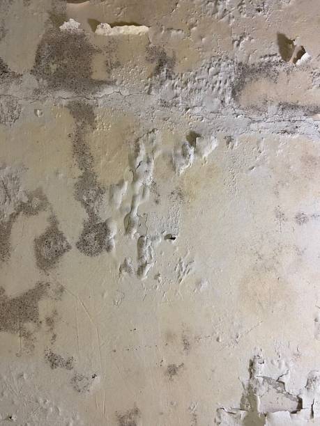 Best Mold Testing  in Menahga, MN