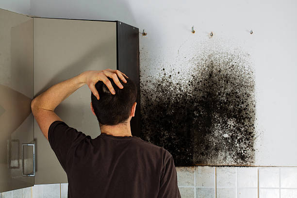 Best Mold Remediation  in Menahga, MN