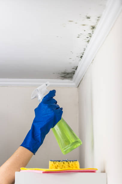 Best Certified Mold Removal  in Menahga, MN