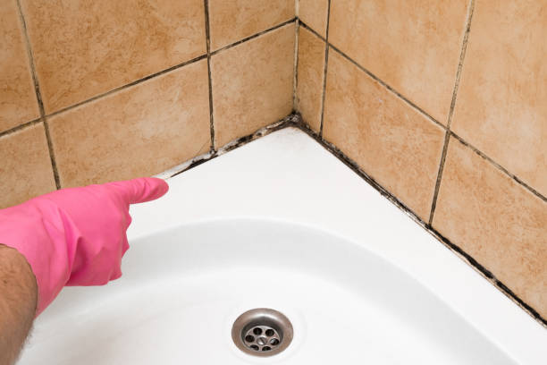 Best Attic Mold Removal  in Menahga, MN
