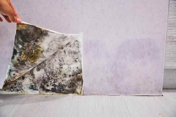 Best Mold Testing  in Menahga, MN